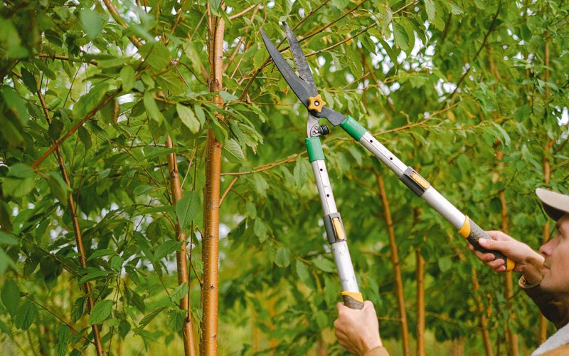 Tree trimming in Lakota, ND